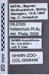 Etikette zu Silesis holzschuhi (Platia & Schimmel, 1991) (NHMW-ZOO-COL-0008496)